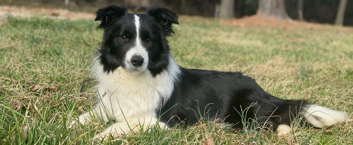 Border Collie Puppies in Virginia by Kaigan Kennels
