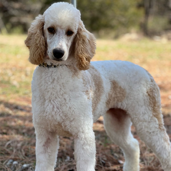 America - AKC Poodle