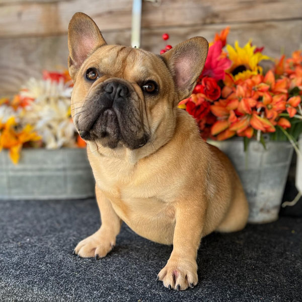 Amos - AKC French Bulldog