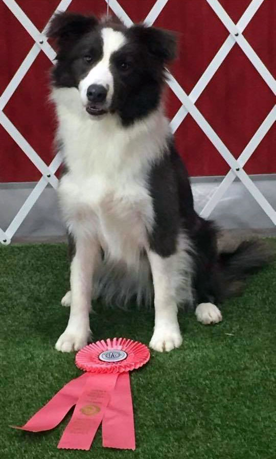 smooth coat border collie for sale