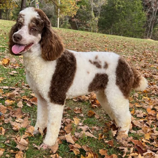 Buddy - AKC Poodle