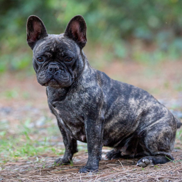 French Bulldog