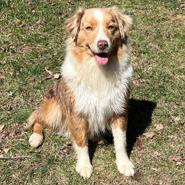 Lil Red - Miniature Australian Shepherd