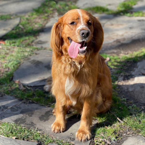 Dakota Retriever