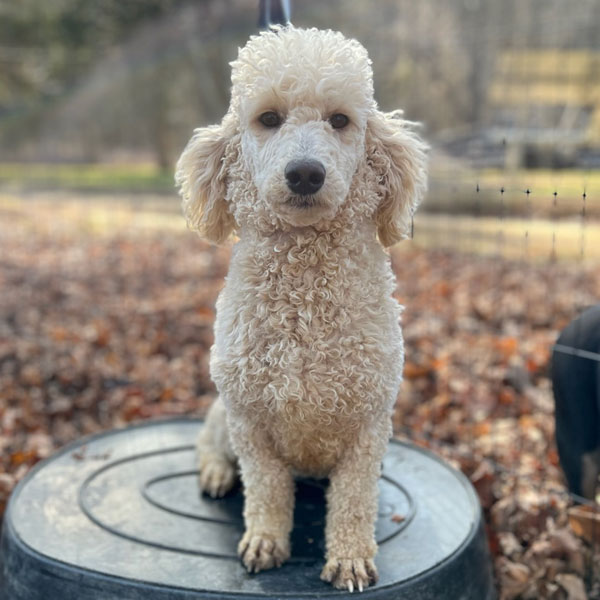 Pink - AKC Poodle