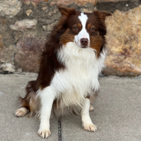 Rookie - Mini Australian Shepherd