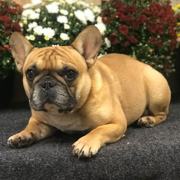 Meet our AKC French Bulldogs | Best French Bulldog Lines ...